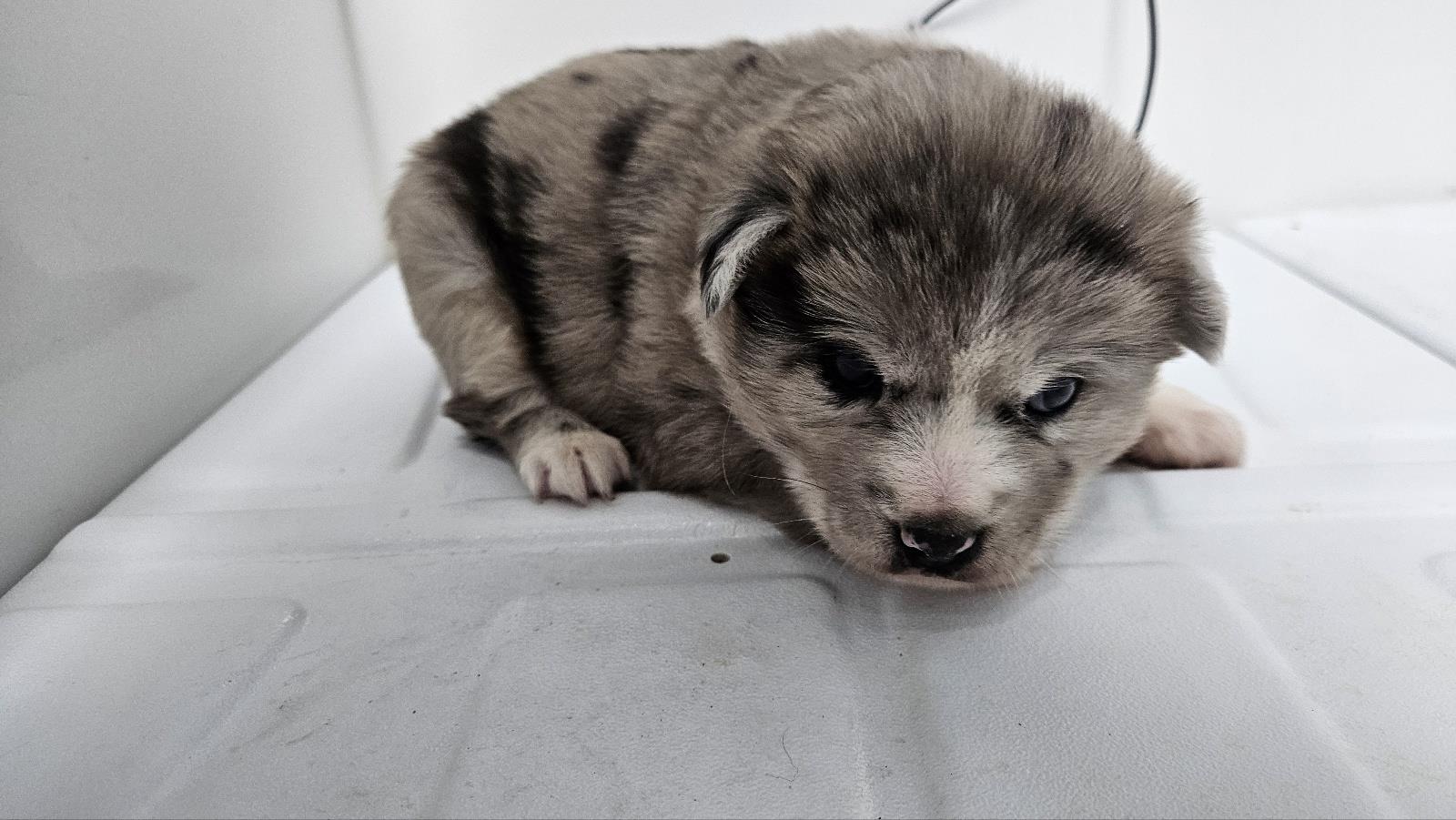 남부여동물보호소_444457202400704